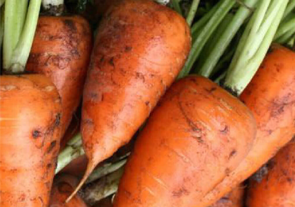 Carrots